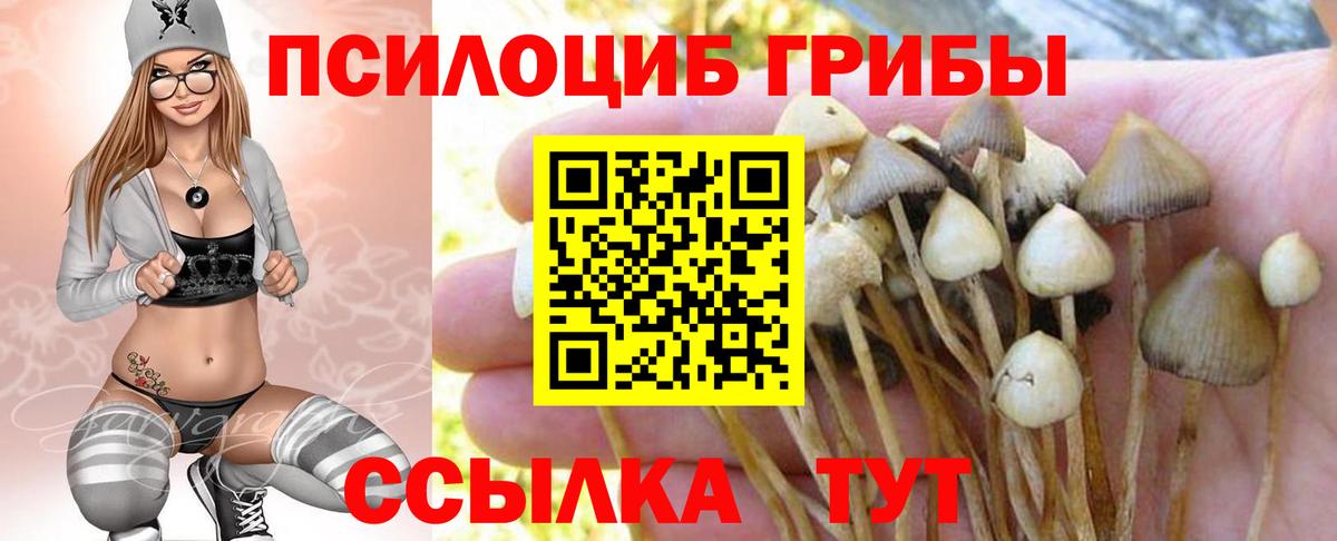Строитель  Псилоцибиновые грибы Cubensis  купить   Вход с VPN 